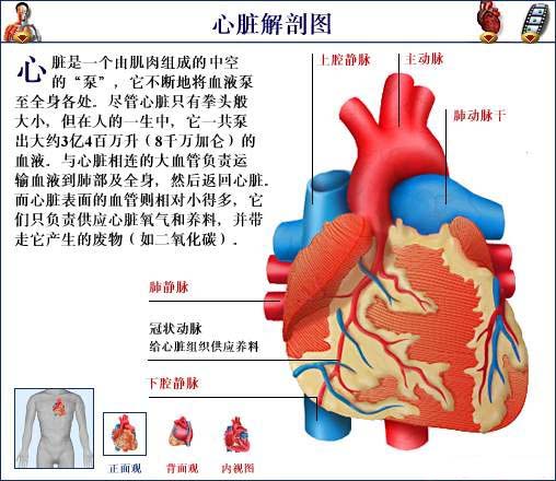 心脏