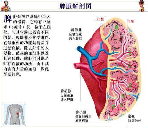 脾脏