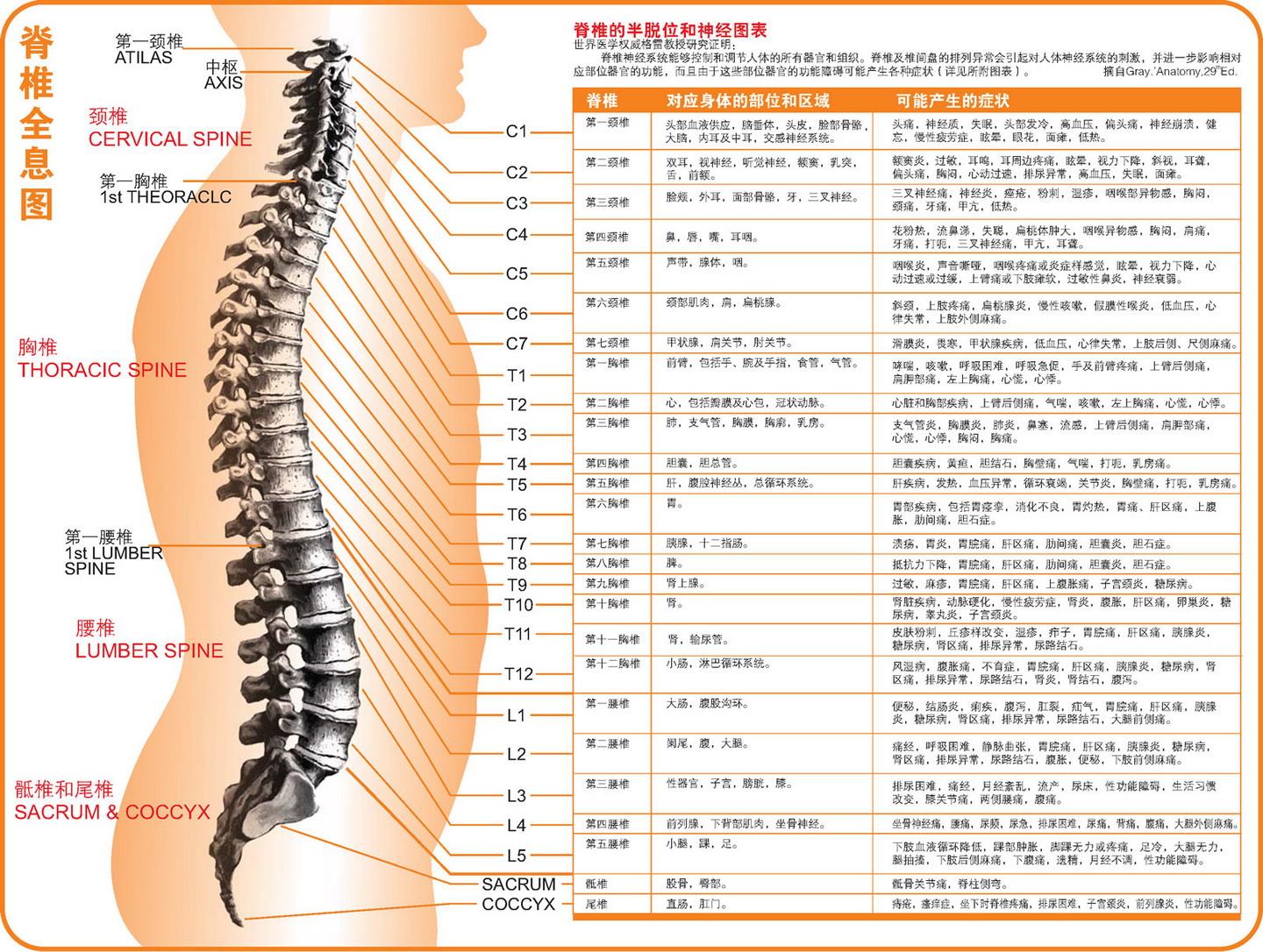 背部穴位图设计图__其他_广告设计_设计图库_昵图网nipic.com