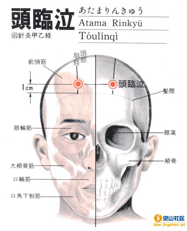 头临泣穴