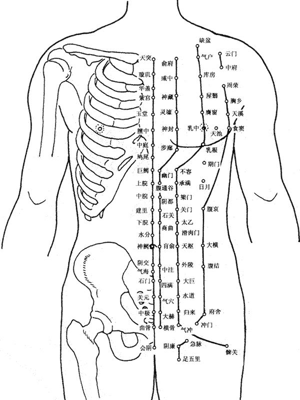 胸部腹部穴位图