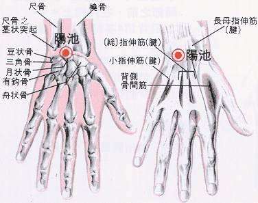 阳池穴