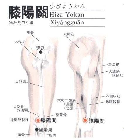 膝阳关穴