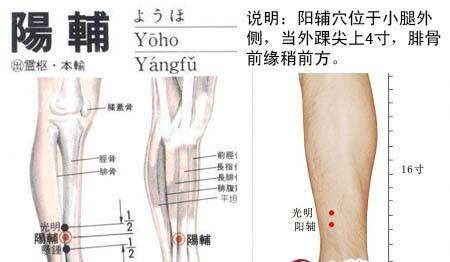 阳辅穴