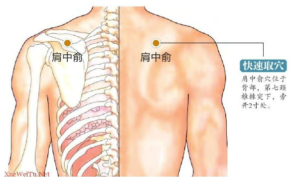 肩中俞穴