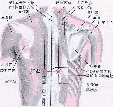 肝俞穴