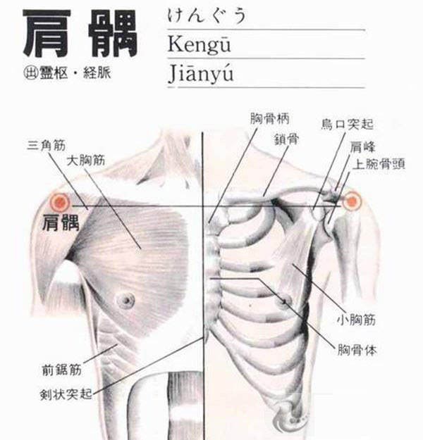 肩髃穴